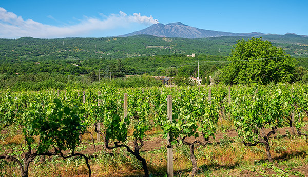 L’UVA E LA SICILIA.