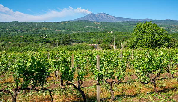 L’UVA E LA SICILIA. 